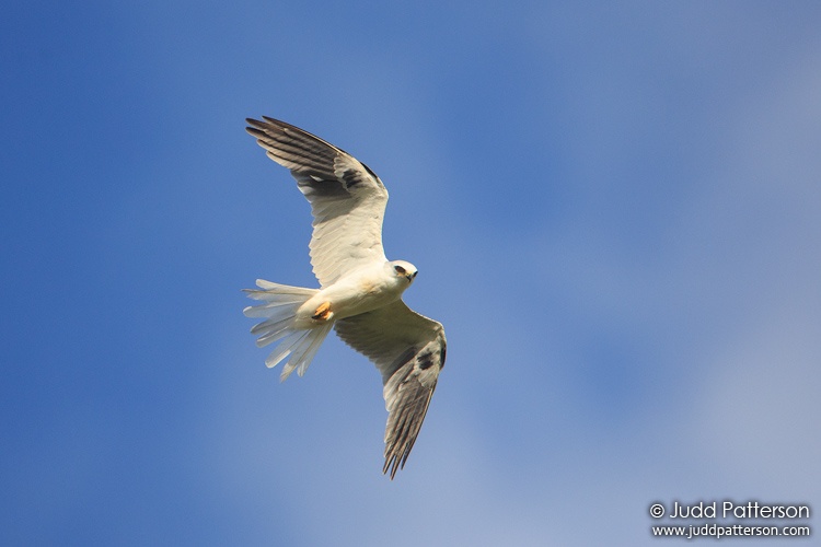 White-tailed Kite, Florida, United States