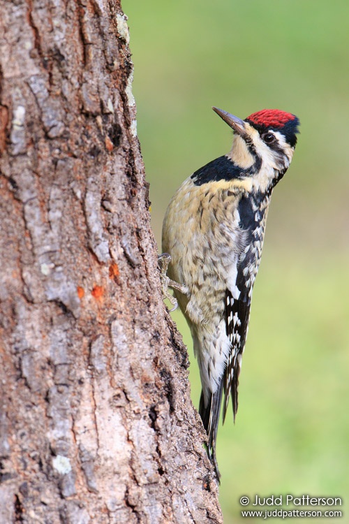 Yellow-bellied Sapsucker, Markham Park, Florida, United States