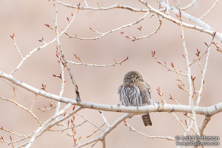 Northern Pygmy-Owl, Colorado, United States