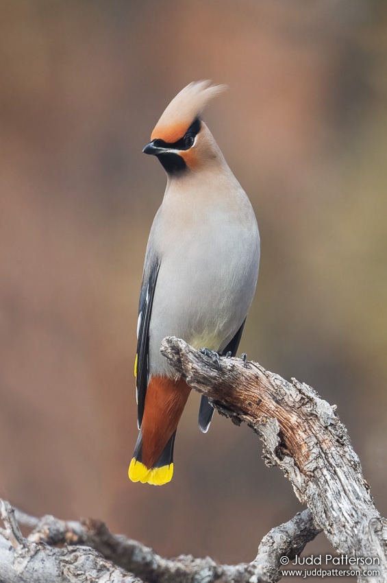 Bohemian Waxwing, North Cheyenne Cañon Park, Colorado, United States