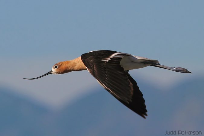 American Avocet, Farmington Bay WMA, Utah, United States
