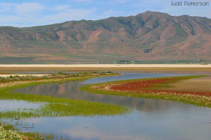 , Bear River Migratory Bird Refuge, Utah, United States