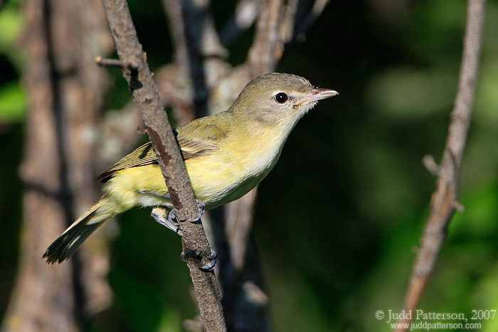 Bell's Vireo, Kansas, United States