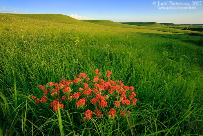 Butterfly Magnet, Konza Prairie, Kansas, United States