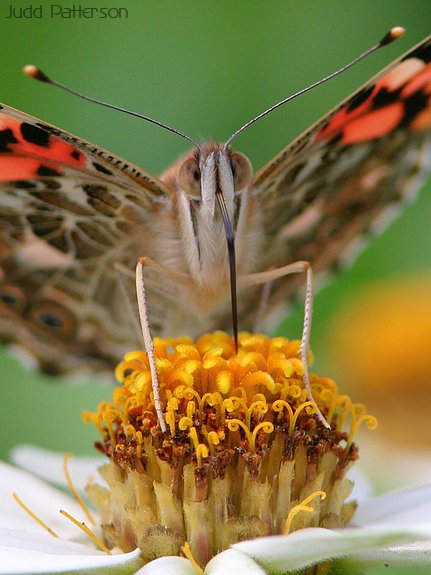 Painted Lady, Dillon Nature Center, Kansas, United States