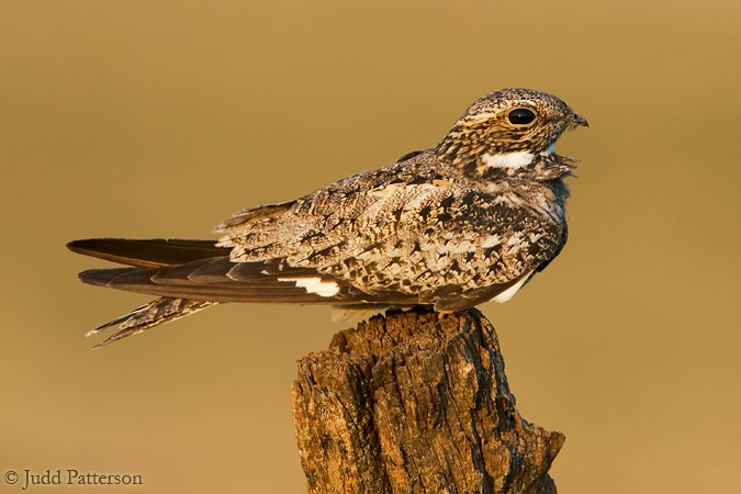 Common Nighthawk, Kansas, United States
