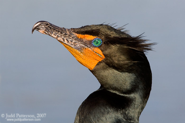 Double-crested Cormorant, Everglades National Park, Florida, United States