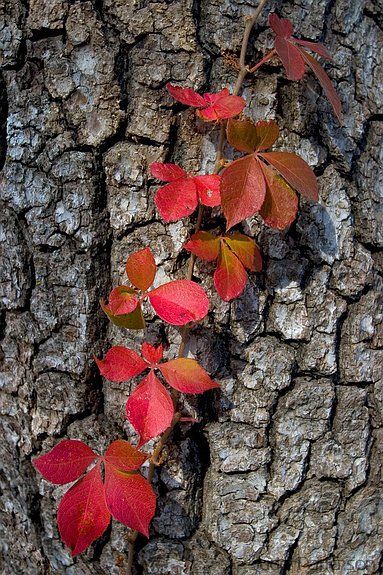 Virginia Creeper, Konza Prairie, Kansas, United States