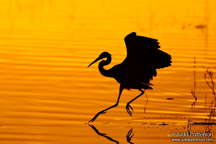 Tricolored Dawn, Viera Wetlands, Florida, United States