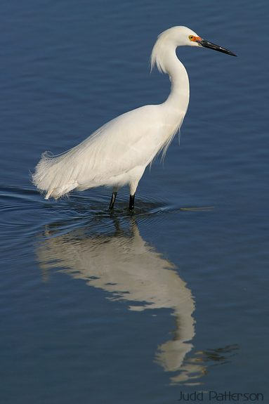 Snowy Egret, Farmington Bay WMA, Utah, United States