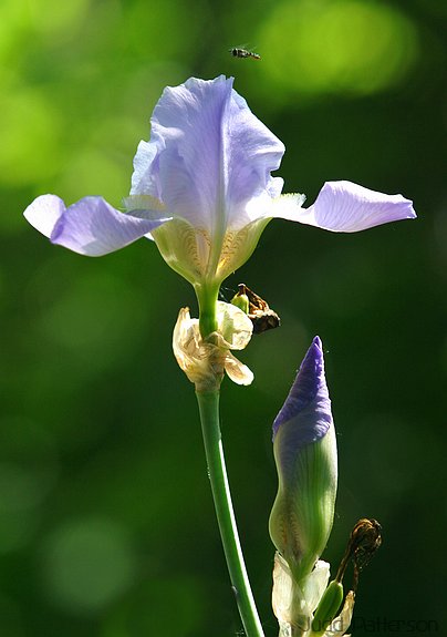 Iris, Kansas, United States