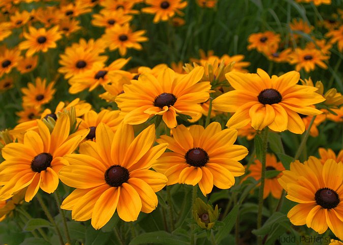Black-eyed Susans, K-State University Garden, Kansas, United States