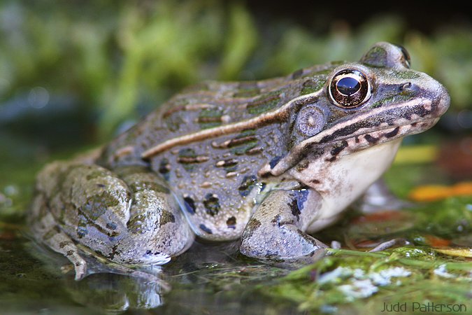 Plains Leopard Frog, Kansas, United States