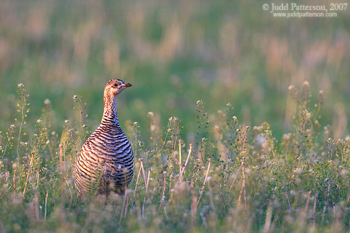 Greater Prairie-chicken, Kansas, United States