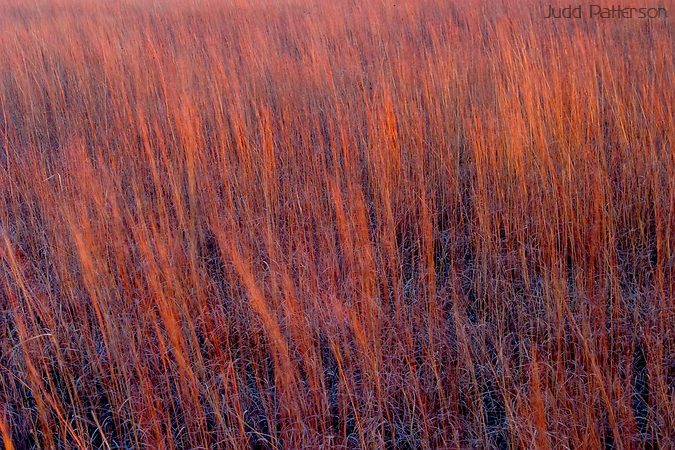 Fall Grasses, Konza Prairie, Kansas, United States