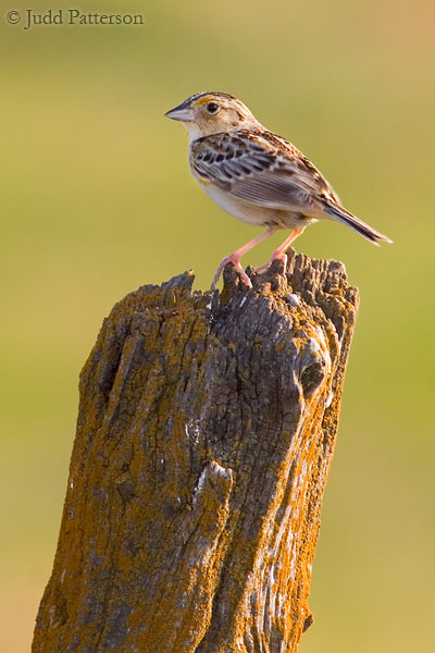 Grasshopper Sparrow, Kansas, United States