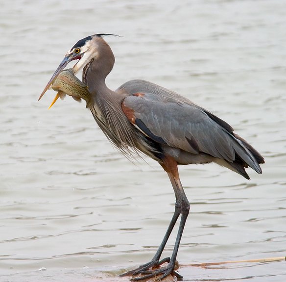 Great Blue Heron, Lakewood Park, Kansas, United States