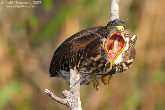 Green Heron, Everglades National Park, Florida, United States