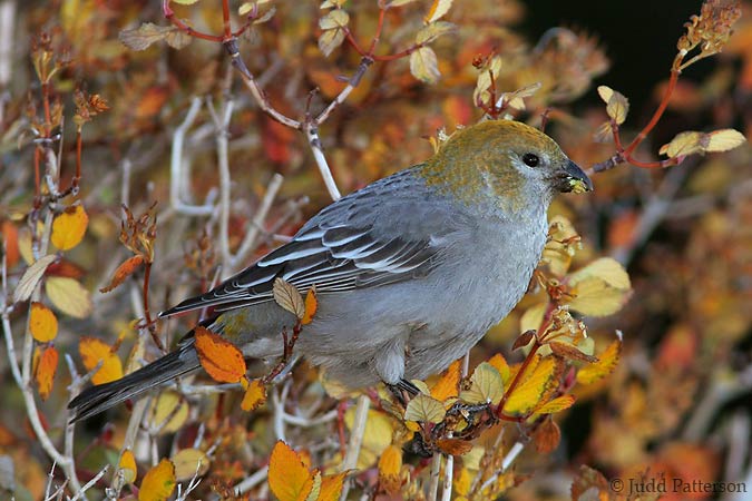 Female Pine Grosbeak, Rocky Mountain National Park, Colorado, United States