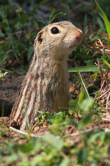 Thirteen-lined Ground Squirrel, Kansas, United States