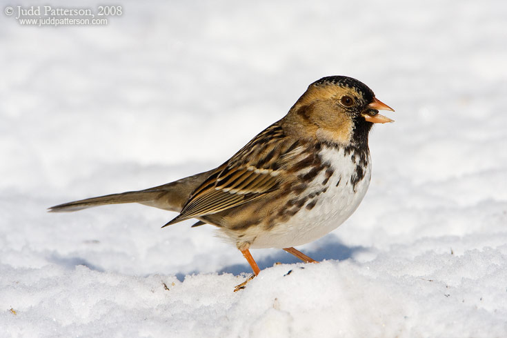 Harris's Sparrow, Salina, Kansas, United States
