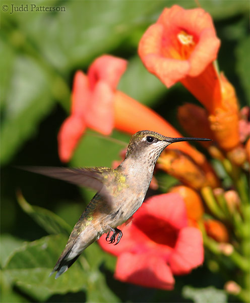 Ruby-throated Hummingbird, Konza Prairie, Kansas, United States