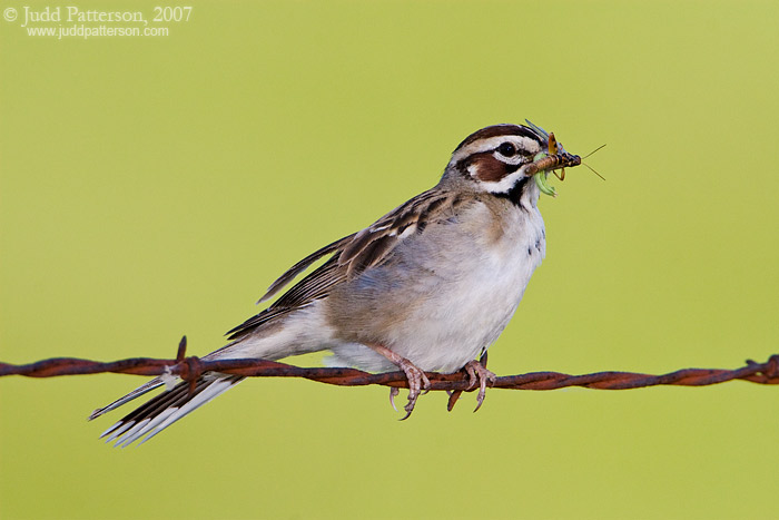 Lark Sparrow, Kansas, United States