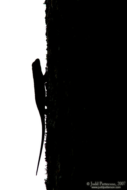 The World Simplified, Charlotte, North Carolina, United States