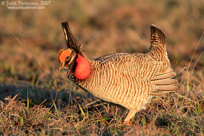 Lesser Prairie-chicken, Kansas, United States
