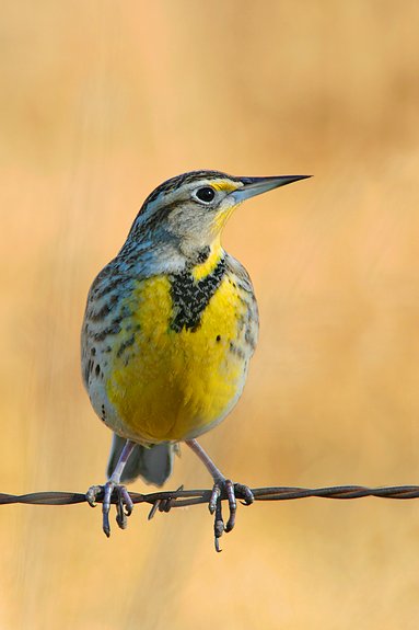 Western Meadowlark, Kansas, United States