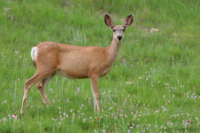Mule Deer, Custer State Park, South Dakota, United States