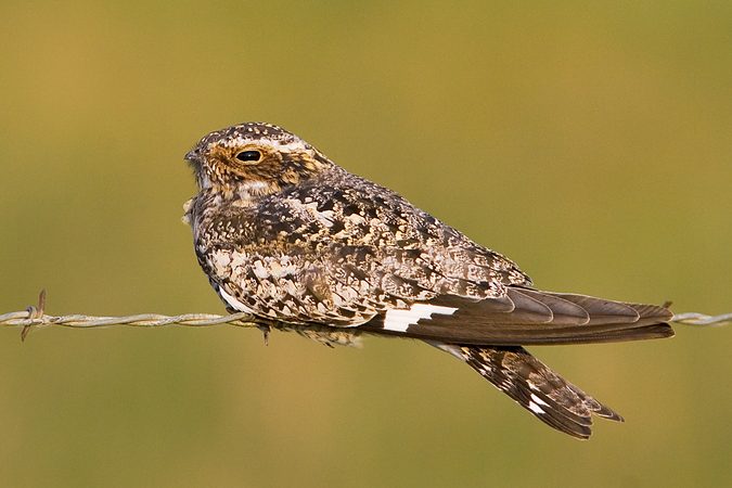 Common Nighthawk, Kansas, United States