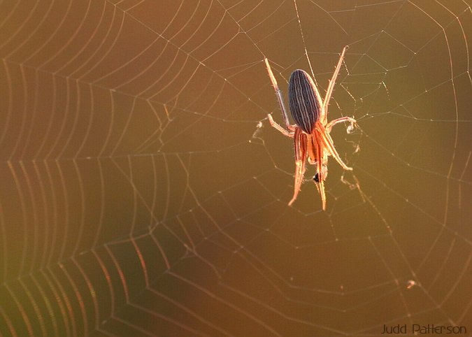 Spider, Konza Prairie, Kansas, United States