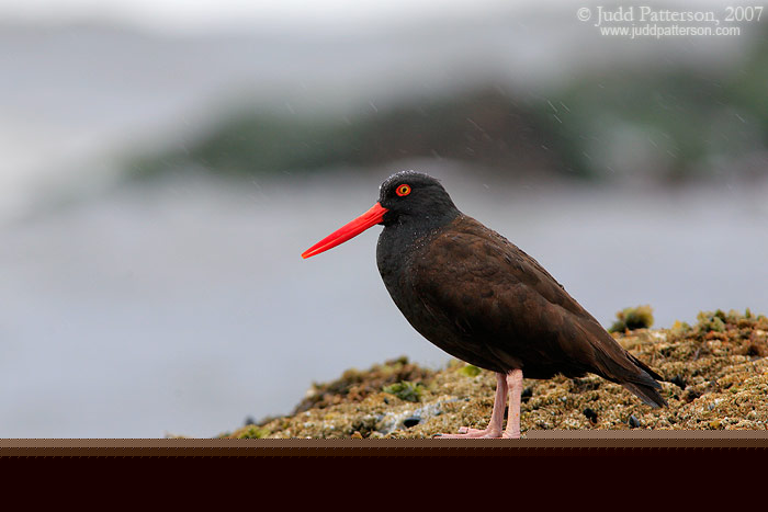 Black Oystercatcher, Seal Rock State Park, Oregon, United States
