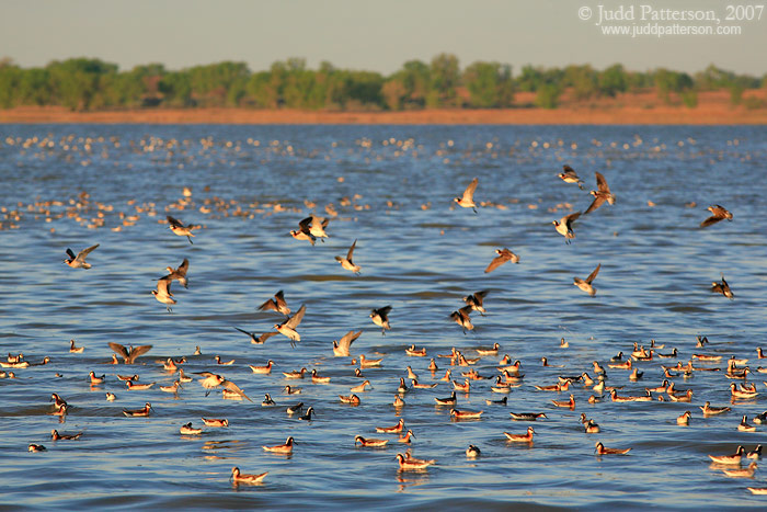 Wilson's Phalarope, Quivira National Wildlife Refuge, Kansas, United States