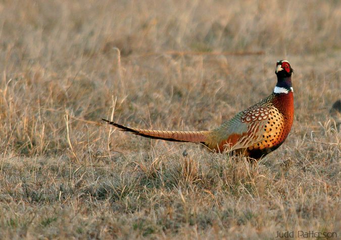 Ring-necked Pheasant, Kansas, United States