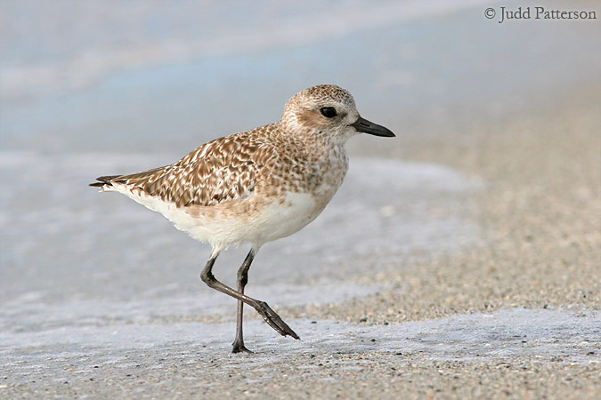 Black-bellied Plover, Venice Beach, Venice, Florida, United States