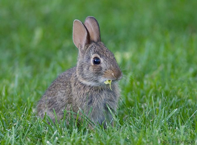young Eastern Cottontail, Kansas, United States