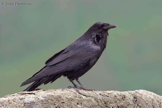 Common Raven, Yellowstone National Park, Wyoming, United States