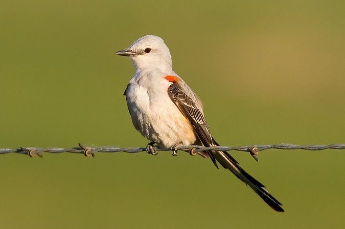 Scissor-tailed Flycatcher, Kansas, United States