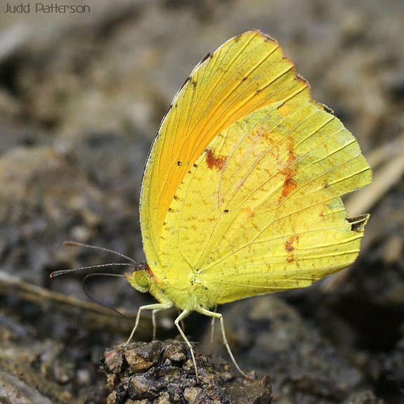 Sleepy Orange, Konza Prairie, Kansas, United States