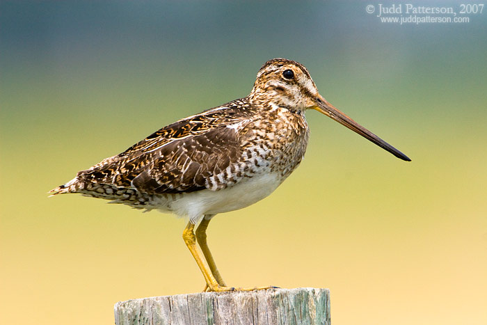 Wilson's Snipe, Nebraska, United States