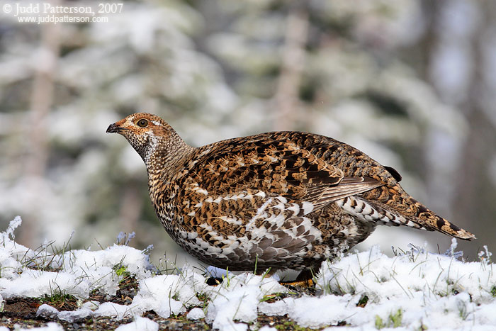 Sooty Grouse, Mount Rainier National Park, Washington, United States