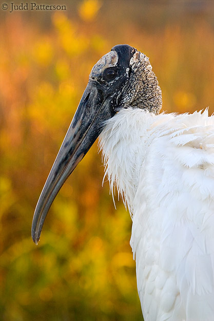 Wood Stork at Dawn, Everglades National Park, Florida, United States