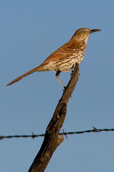 Brown Thrasher, Kansas, United States