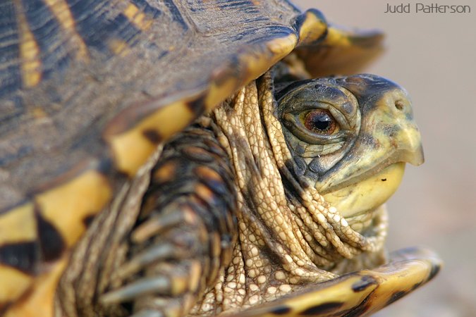 Ornate Box Turtle, Kansas, United States
