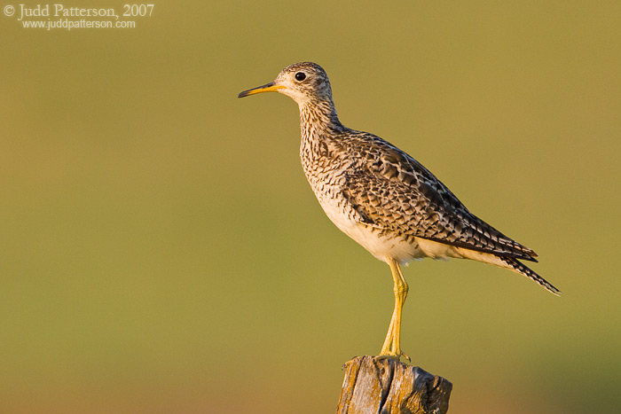 Upland Sandpiper, Kansas, United States