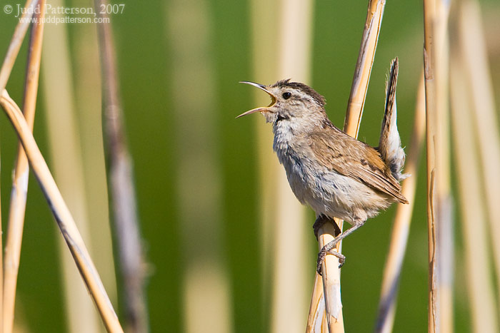Marsh Wren, Bear River Migratory Bird Refuge, Utah, United States