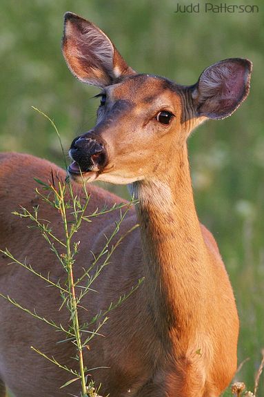 White-tailed Deer eating dinner, Konza Prairie, Kansas, United States
